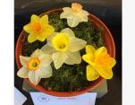 Daffodil heads on moss