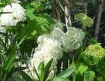 Annabelle Hydrangea