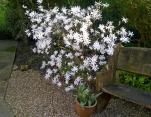 Magnolia stellata