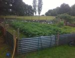 Veg Plot