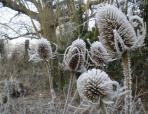 Teasels in the frost