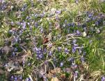 Woodland Violets
